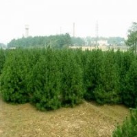 供應(yīng)30白皮松，油松，側(cè)柏國(guó)槐，刺槐價(jià)格便宜大量