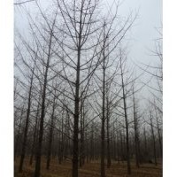 專業(yè)銷售銀杏樹，銀杏樹價格咨詢