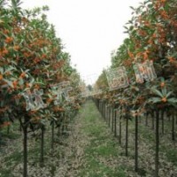 供應(yīng)丹桂、枇杷、海棠、紅葉石楠苗、金森女貞、金邊黃楊苗