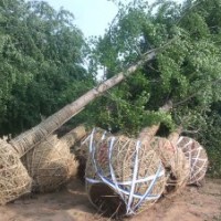 銀杏樹米胸徑28公分-產地直銷量大價格低規(guī)格齊全