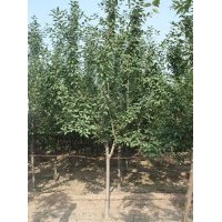 山東淄博5-7CM北美海棠