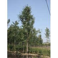 山東淄博10CM銀杏