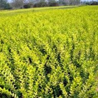 供金葉女貞，紅瑞木，金邊麥冬，玉簪，大花萱草