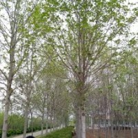 8-12公分馬褂木青島抬頭園林鵝掌楸馬褂木原生馬褂木