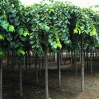 山東淄博3米新疆大葉榆