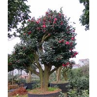 茶花大樹(shù) 油茶嫁接全國(guó)承接