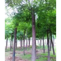 哪里的國槐便宜