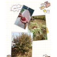 東北抗寒大櫻桃