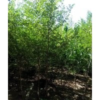 出售占地苗木金葉榆,白榆,樟子松