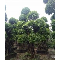 四川貴州地區(qū)小葉榕樁頭批發(fā)市場(chǎng)/永秀榕樹(shù)樁頭基地2016批發(fā)價(jià)格