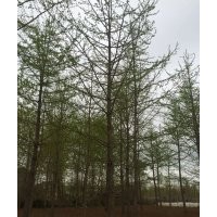 三龍銀杏苗圃場(chǎng)，四季綠化銀杏園林有限公司，誠(chéng)信銀杏樹(shù)價(jià)格