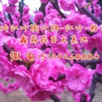 耐寒紅葉榆葉梅