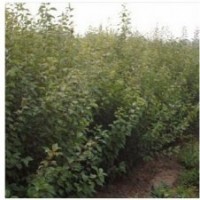 轉(zhuǎn)讓苗木基地