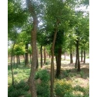 白蠟型號(hào) 速生白蠟