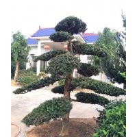 供應(yīng)香樟，桂花，廣玉蘭，羅漢松，樂(lè)昌含笑，紅花繼木，紅葉石楠