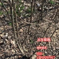 叢生紫薇10分支以上4-6公分主桿