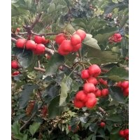 山西山楂果批發(fā)，次果山楂，山楂果價(jià)格，大金星，大棉球，大五棱