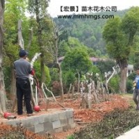 造型狗骨樹.湖南狗骨樹.湖南狗骨小苗-現(xiàn)貨報(bào)價(jià)找宏景公司