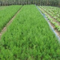 側(cè)柏 側(cè)柏小苗 側(cè)伯容器苗