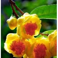 供應金花茶 金花茶樹苗 高山榕 高山榕樹苗 火焰木 茶花苗