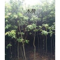 江西木荷2-3公分價(jià)格、江西木荷報(bào)價(jià)、江西木荷哪里便宜