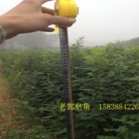 什么是真正的皂角樹苗