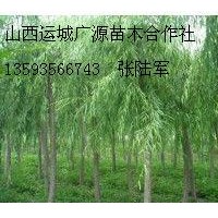 7、8公分垂柳金絲柳各種柳樹(shù)大量出售