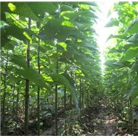 7公分楸樹，大量出售，可送貨上門