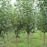 直徑4-5公分，西府海棠