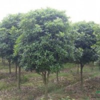 12公分桂花批發(fā)，采購(gòu)12公分桂花樹(shù)