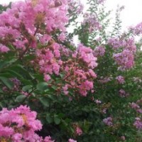 供應(yīng)玉蘭、海棠、紫薇、紅花槐