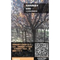 紅葉李 4-5公分 北美海棠-4-5-6