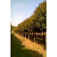 大量?jī)?yōu)質(zhì)桂花樹(shù)供應(yīng)