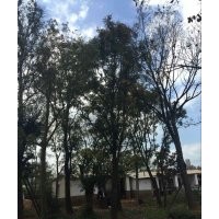 出售滇樸，黃連木，清香木，馬櫻花，皂角