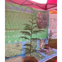 造林柳杉苗、綠化柳杉樹、日本柳杉（種植與技術(shù)）