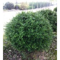 本場特供各種蕭山精品苗木