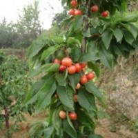 供應(yīng)櫻桃苗 3--15公分櫻桃樹