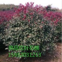 2米紅葉石楠球，紅葉石楠球價格