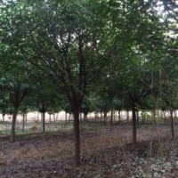 河南東潤(rùn)基地供應(yīng)8-10公分紅葉石楠