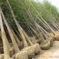 周至法桐 陜西法桐 陜西法桐周至法桐基地