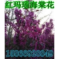 紅瑪瑙海棠 紅瑪瑙海棠價格 紅瑪瑙海棠接穗 紅瑪瑙海棠批發(fā)