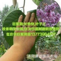 江蘇基地供應(yīng)一年生巨紫荊苗巨紫荊小苗高大珍稀喬木