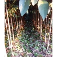 喬灌木大葉女貞,水杉,楊樹