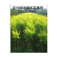 河北金葉榆、紅葉碧桃、水臘價格