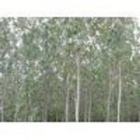 專供毛白楊 山西毛白楊批發(fā) 雄株毛白楊出售