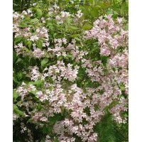 猥實基地，迎春花，水臘，平枝荀子，黃楊