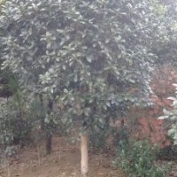 桂花苗價(jià)格金桂價(jià)格5公分桂花價(jià)格8公分桂花價(jià)格桂花球價(jià)格十公分