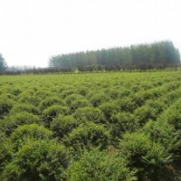 小葉女貞 金葉女貞 紅葉小檗 銀杏 欒樹 法桐 紫薇 大葉黃楊 小葉