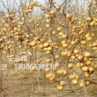 鮮食水果金秋香梨苗、秋月梨苗、元黃梨苗