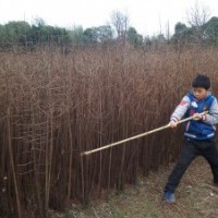 江蘇優(yōu)質(zhì)濕地綠化造林池杉苗